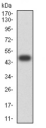 Western blot - Anti-SLAMF7/CS1 antibody [5G5A4] (AB233779), expandable thumbnail