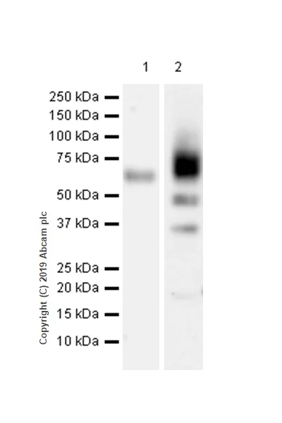 Western blot - Anti-SLAMF7/CS1 antibody [CAL7] (AB237730)
