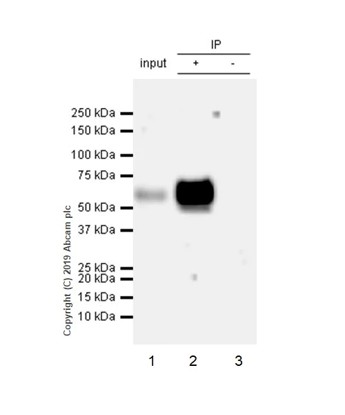 Immunoprecipitation - Anti-SLAMF7/CS1 antibody [CAL7] - BSA and Azide free (AB251615)