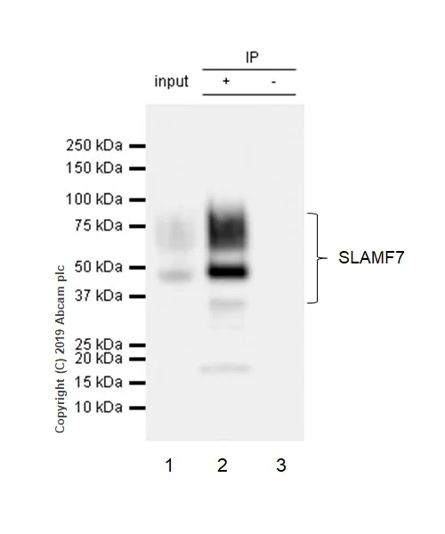 Immunoprecipitation - Anti-SLAMF7/CS1 antibody [CAL7] - BSA and Azide free (AB251615)