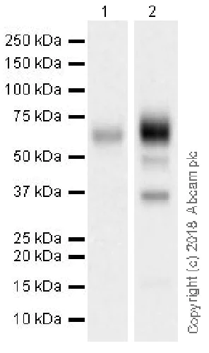 Western blot - Anti-SLAMF7/CS1 antibody [EPR21155] (AB230945)