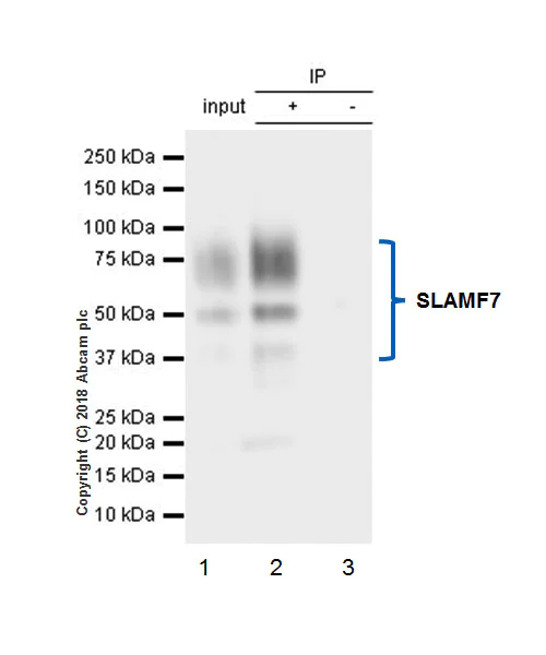 Immunoprecipitation - Anti-SLAMF7/CS1 antibody [EPR21155] - BSA and Azide free (AB233090)