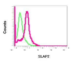 Flow Cytometry (Intracellular) - Anti-SLAP2 antibody [EPR8083(2)] - BSA and Azide free (AB249590)