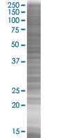 SLAP2 overexpression 293T lysate (whole cell)