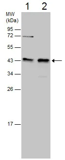 Western blot - Anti-SLBP antibody (AB229677)