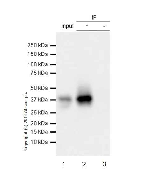 Immunoprecipitation - Anti-SLBP antibody [EPR12673] (AB181972)