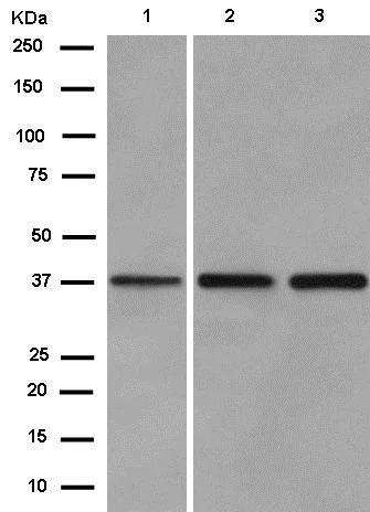 Western blot - Anti-SLBP antibody [EPR12673] (AB181972)