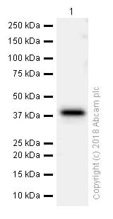Western blot - Anti-SLBP antibody [EPR12673] (AB181972)