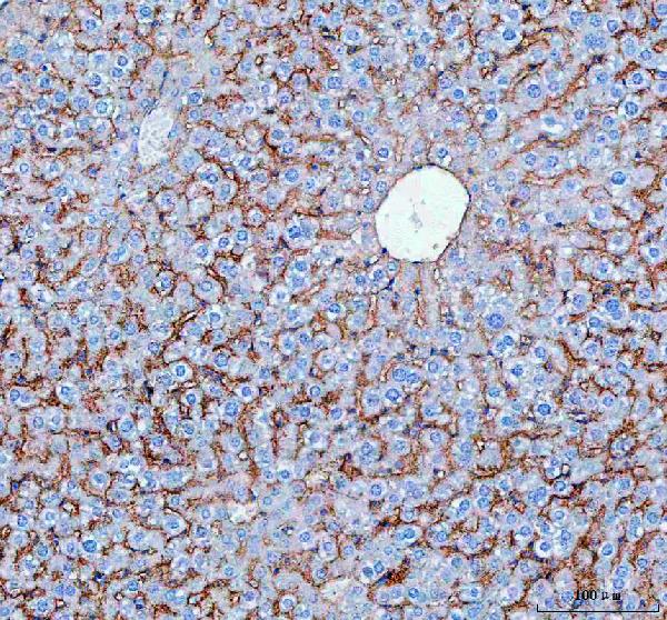 Immunohistochemistry (Formalin/PFA-fixed paraffin-embedded sections) - Anti-SLC10A1/NTCP1 antibody (AB131084)