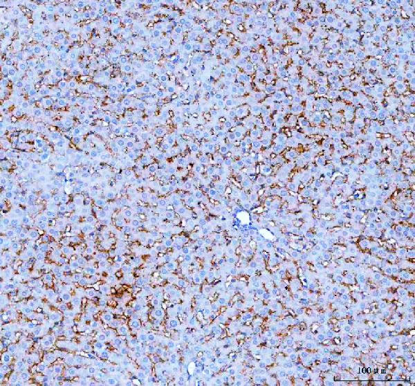 Immunohistochemistry (Formalin/PFA-fixed paraffin-embedded sections) - Anti-SLC10A1/NTCP1 antibody (AB131084)