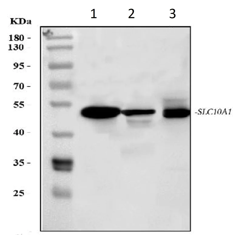 Western blot - Anti-SLC10A1/NTCP1 antibody (AB131084)