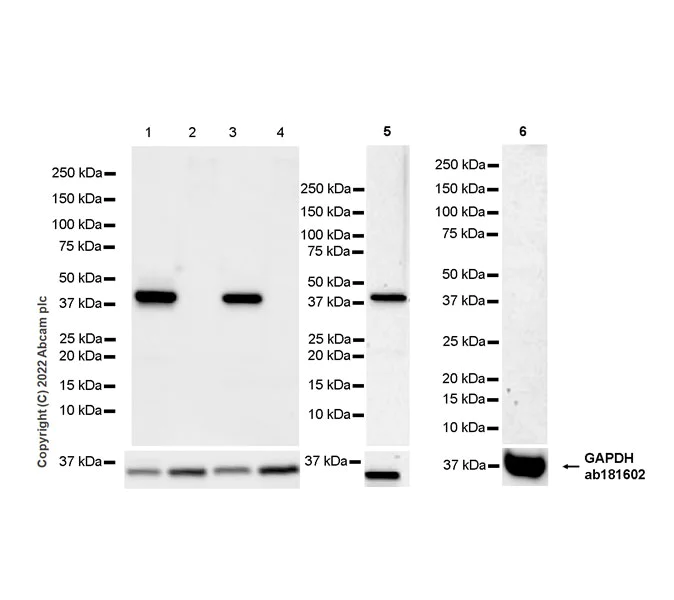 Western blot - Anti-SLC10A1/NTCP1 antibody [EPR27105-63] (AB307550)