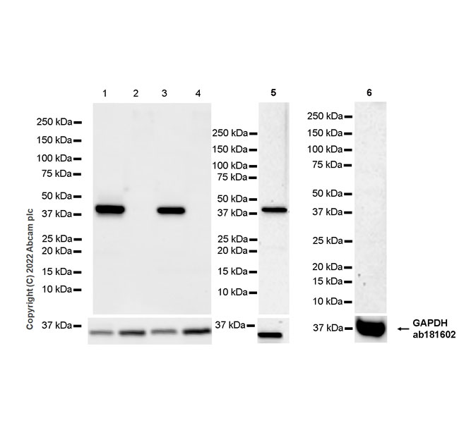 Western blot - Anti-SLC10A1/NTCP1 antibody [EPR27105-63] - BSA and Azide free (AB307551), expandable thumbnail