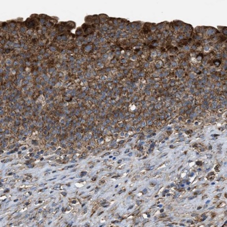 Immunohistochemistry (Formalin/PFA-fixed paraffin-embedded sections) - Anti-SLC10A3 antibody (AB224438), expandable thumbnail