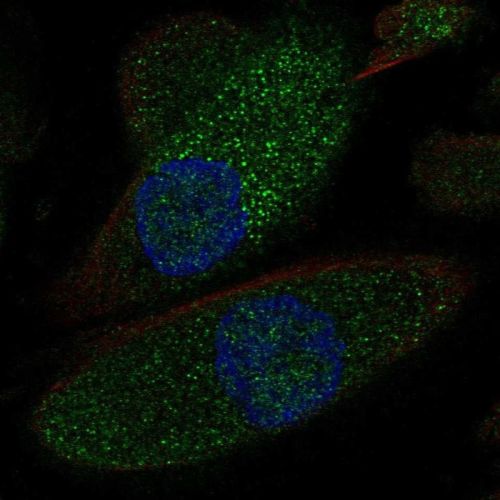 Immunocytochemistry/ Immunofluorescence - Anti-SLC12A1/NKCC2 antibody (AB244342), expandable thumbnail