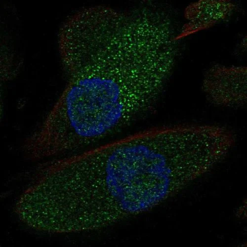 Immunocytochemistry/ Immunofluorescence - Anti-SLC12A1/NKCC2 antibody (AB244342)
