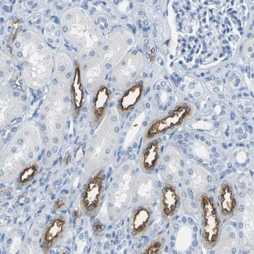 Immunohistochemistry (Formalin/PFA-fixed paraffin-embedded sections) - Anti-SLC12A1/NKCC2 antibody (AB244342)