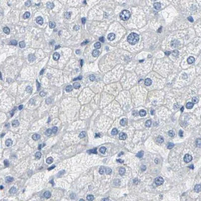 Immunohistochemistry (Formalin/PFA-fixed paraffin-embedded sections) - Anti-SLC12A1/NKCC2 antibody (AB244342)