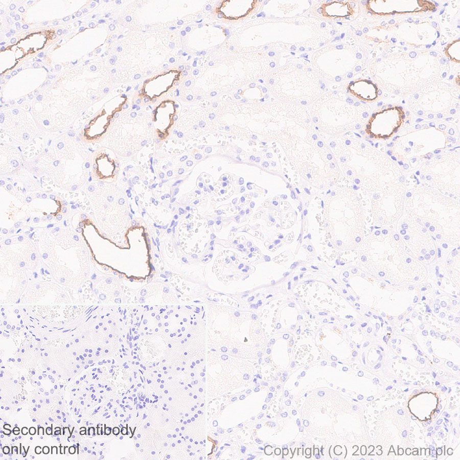 Immunohistochemistry (Formalin/PFA-fixed paraffin-embedded sections) - Anti-SLC12A1/NKCC2 antibody [EPR28176-90] (ab313640), expandable thumbnail