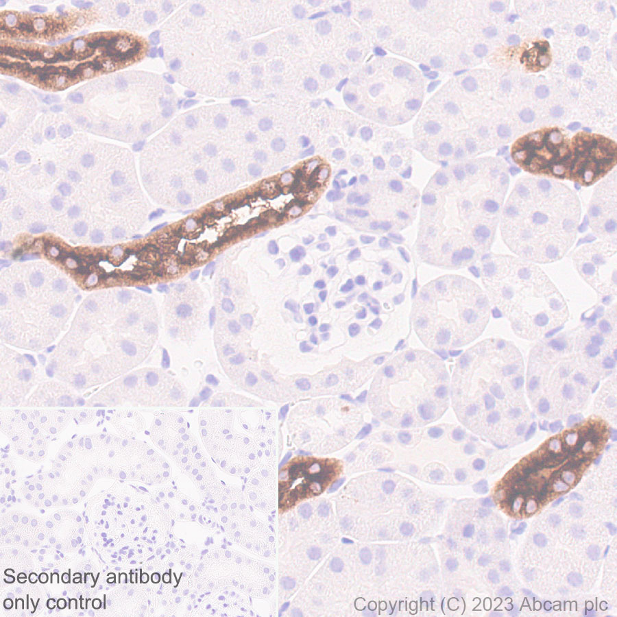 Immunohistochemistry (Formalin/PFA-fixed paraffin-embedded sections) - Anti-SLC12A1/NKCC2 antibody [EPR28176-90] (ab313640), expandable thumbnail
