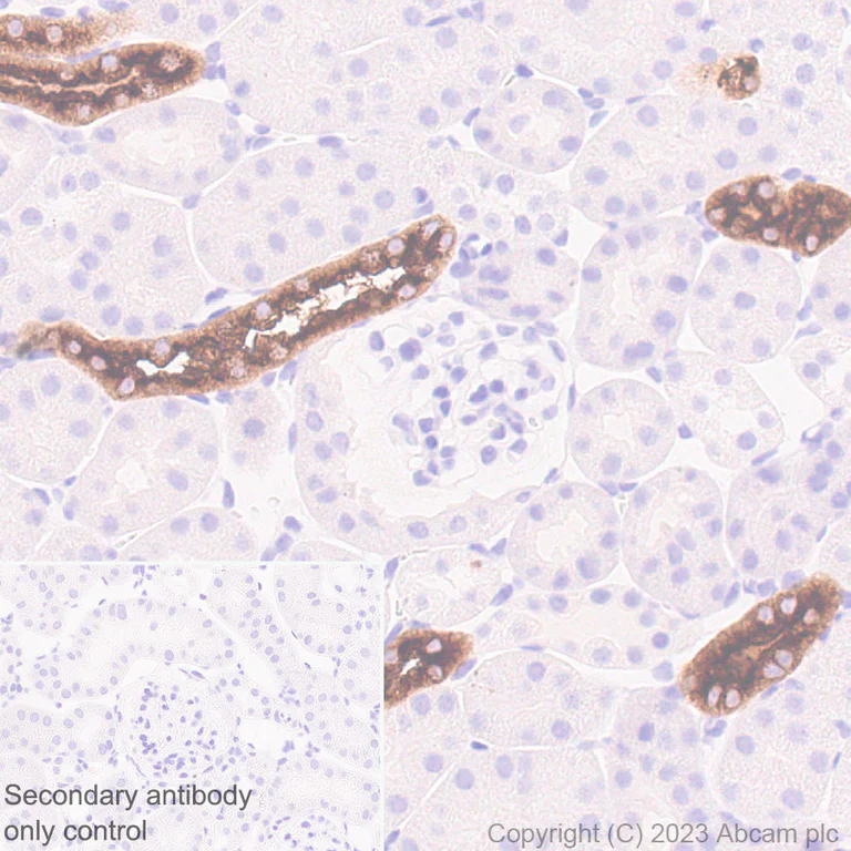 Immunohistochemistry (Formalin/PFA-fixed paraffin-embedded sections) - Anti-SLC12A1/NKCC2 antibody [EPR28176-90] (AB313640)