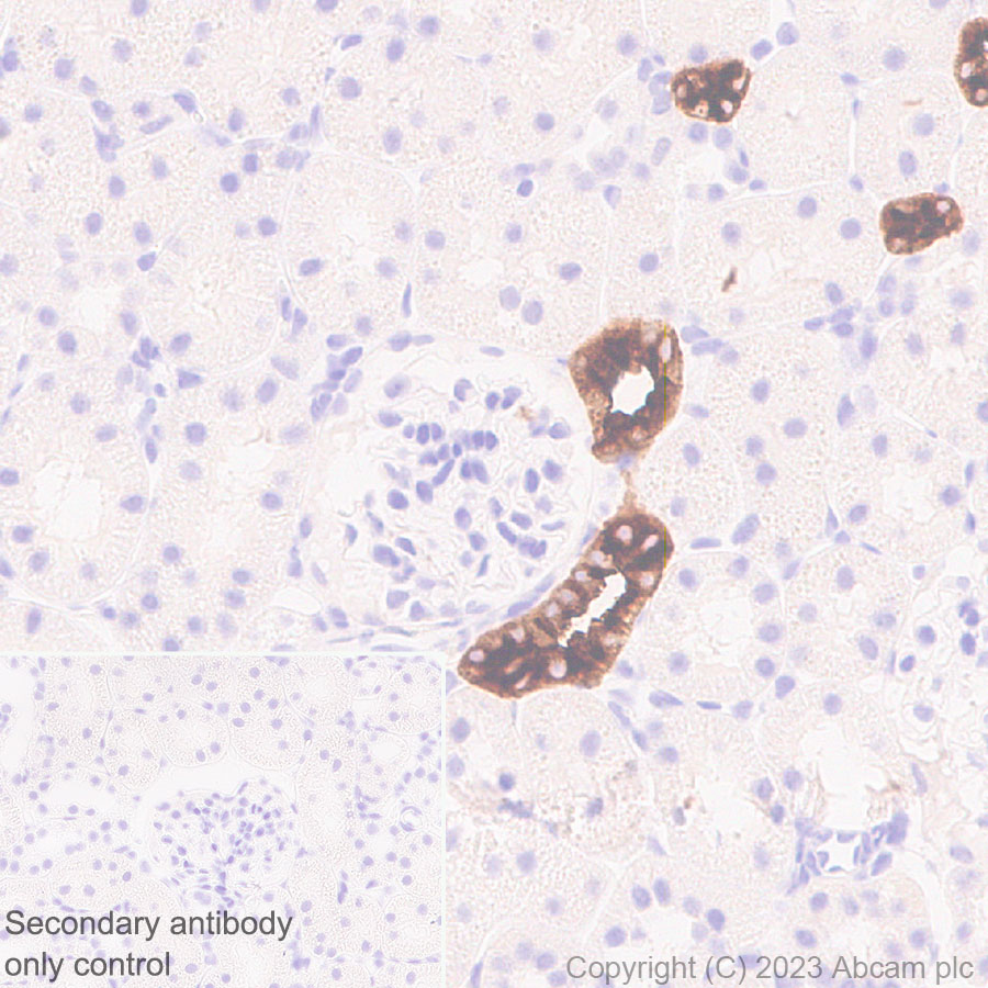 Immunohistochemistry (Formalin/PFA-fixed paraffin-embedded sections) - Anti-SLC12A1/NKCC2 antibody [EPR28176-90] (ab313640), expandable thumbnail