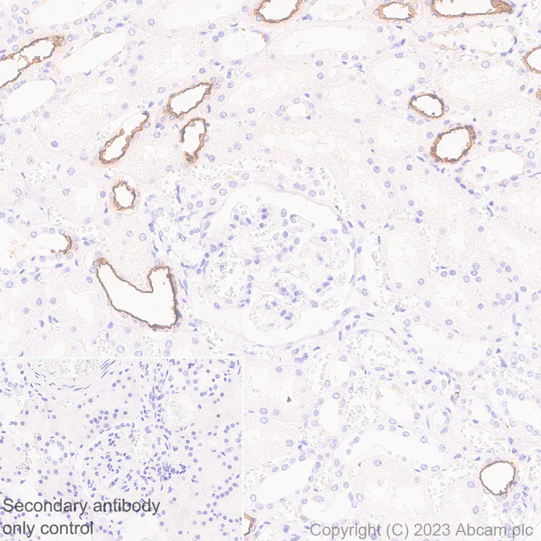 Immunohistochemistry (Formalin/PFA-fixed paraffin-embedded sections) - Anti-SLC12A1/NKCC2 antibody [EPR28176-90] - BSA and Azide free (AB313641)