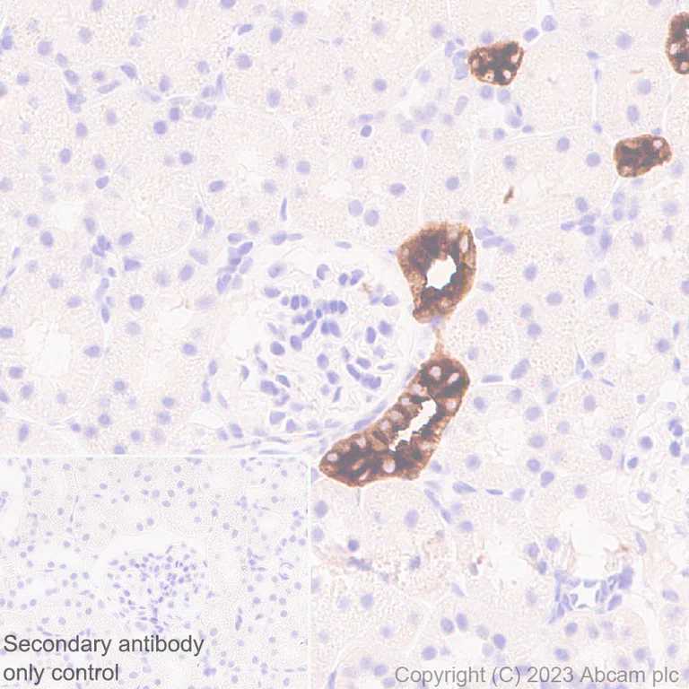 Immunohistochemistry (Formalin/PFA-fixed paraffin-embedded sections) - Anti-SLC12A1/NKCC2 antibody [EPR28176-90] - BSA and Azide free (AB313641)