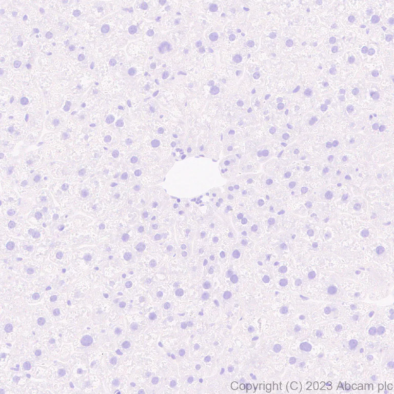 Immunohistochemistry (Formalin/PFA-fixed paraffin-embedded sections) - Anti-SLC12A1/NKCC2 antibody [EPR28176-90] - BSA and Azide free (AB313641)