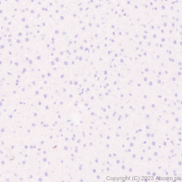 Immunohistochemistry (Formalin/PFA-fixed paraffin-embedded sections) - Anti-SLC12A1/NKCC2 antibody [EPR28176-90] - BSA and Azide free (AB313641)
