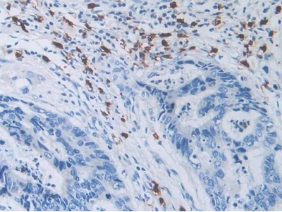 Immunohistochemistry (Formalin/PFA-fixed paraffin-embedded sections) - Anti-SLC12A3 antibody (AB233401), expandable thumbnail