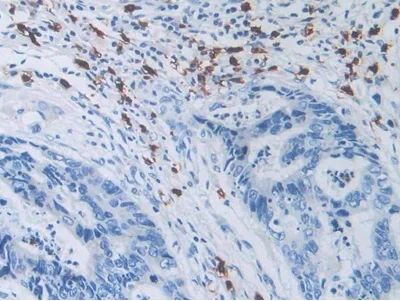 Immunohistochemistry (Formalin/PFA-fixed paraffin-embedded sections) - Anti-SLC12A3 antibody (AB233401)