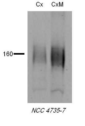 Western blot - Anti-SLC12A3 antibody (AB95302), expandable thumbnail