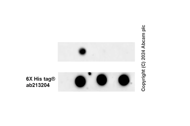 Dot Blot - Anti-SLC12A3 antibody [EPR27106-48] - BSA and Azide free (AB316192)