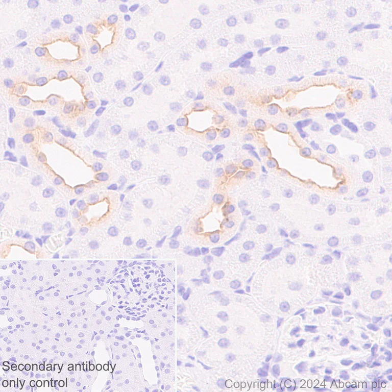 Immunohistochemistry (Formalin/PFA-fixed paraffin-embedded sections) - Anti-SLC12A3 antibody [EPR27106-48] - BSA and Azide free (AB316192)