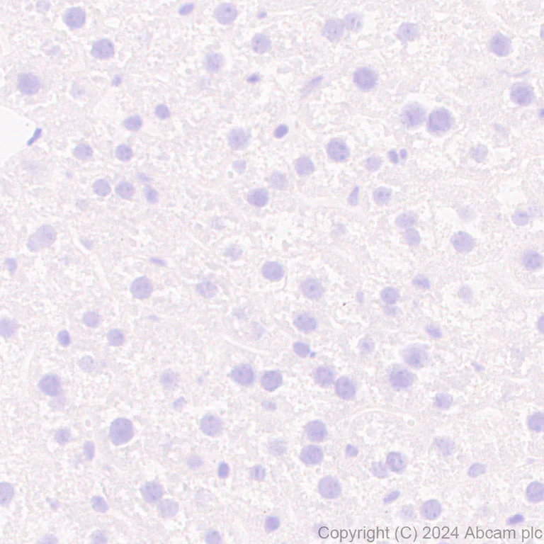 Immunohistochemistry (Formalin/PFA-fixed paraffin-embedded sections) - Anti-SLC12A3 antibody [EPR27106-48] - BSA and Azide free (AB316192)
