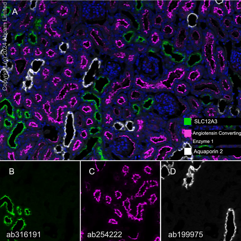 Multiplex immunohistochemistry - Anti-SLC12A3 antibody [EPR27106-48] - BSA and Azide free (AB316192)