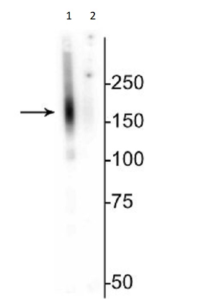 Western blot - Anti-SLC12A3 (phospho T53) antibody (AB254039), expandable thumbnail