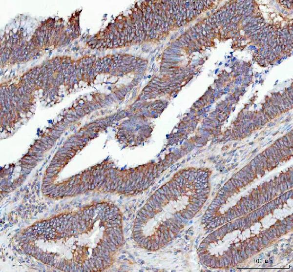 Immunohistochemistry (Formalin/PFA-fixed paraffin-embedded sections) - Anti-SLC12A6/KCC3 antibody - C-terminal (AB191451)