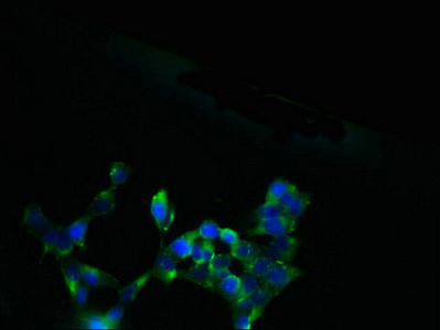 Immunocytochemistry/ Immunofluorescence - Anti-SLC13A4/SUT1 antibody (AB236619), expandable thumbnail