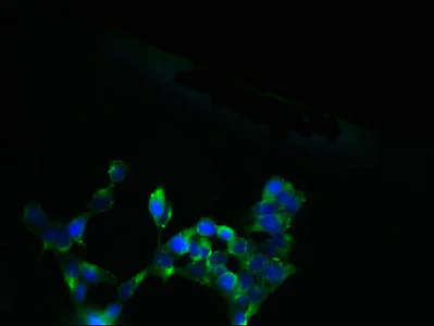 Immunocytochemistry/ Immunofluorescence - Anti-SLC13A4/SUT1 antibody (AB236619)