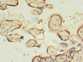 Immunohistochemistry (Formalin/PFA-fixed paraffin-embedded sections) - Anti-SLC13A4/SUT1 antibody (AB236619), expandable thumbnail