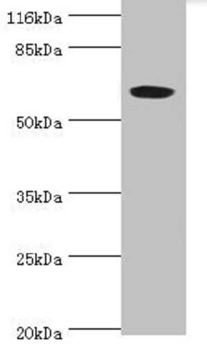 Western blot - Anti-SLC13A4/SUT1 antibody (AB236619), expandable thumbnail