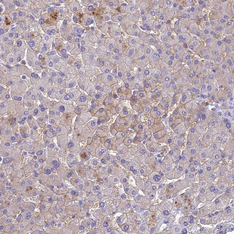Immunohistochemistry (Formalin/PFA-fixed paraffin-embedded sections) - Anti-SLC13A5 antibody (AB247057)