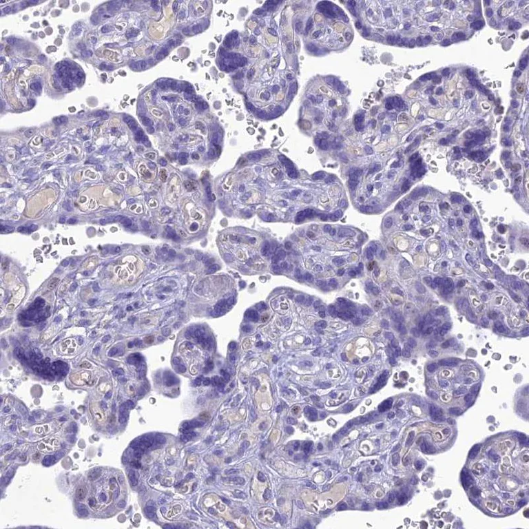 Immunohistochemistry (Formalin/PFA-fixed paraffin-embedded sections) - Anti-SLC13A5 antibody (AB247057)