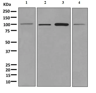 Western blot - Anti-SLC14A2 antibody [EPR8620] - BSA and Azide free (AB249277)