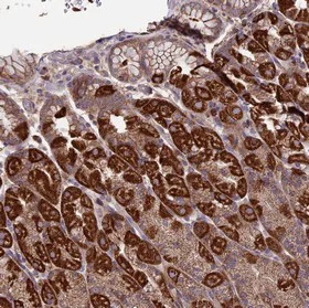 Immunohistochemistry (Formalin/PFA-fixed paraffin-embedded sections) - Anti-SLC15A5 antibody (AB150877)