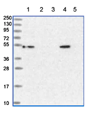 Western blot - Anti-SLC15A5 antibody (AB150877)