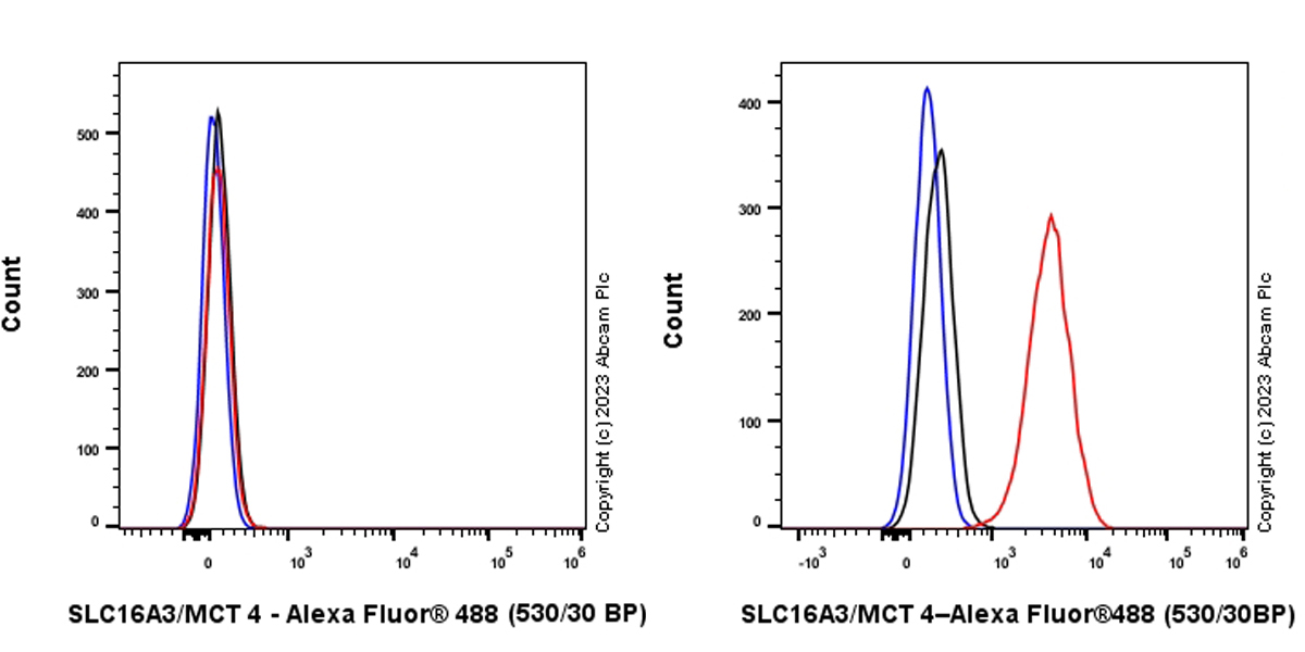 Flow Cytometry (Intracellular) - Anti-SLC16A3/MCT 4 antibody [EPR28177-30] (ab308528), expandable thumbnail