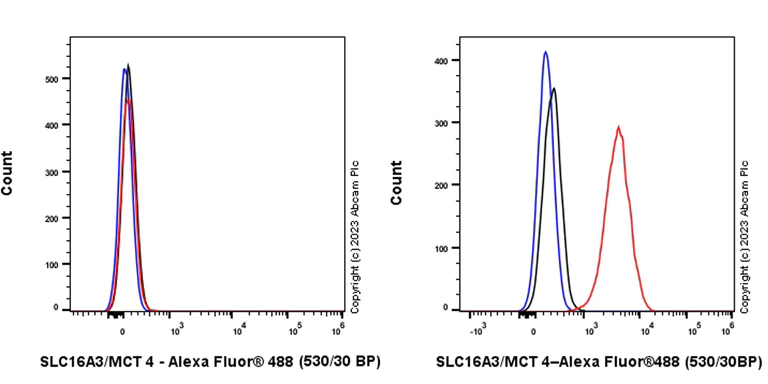 Flow Cytometry (Intracellular) - Anti-SLC16A3/MCT 4 antibody [EPR28177-30] (AB308528)